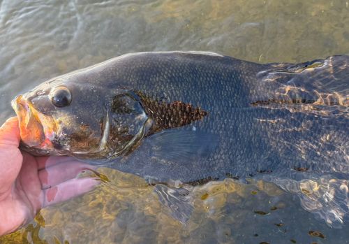 スモールマウスバスの釣果