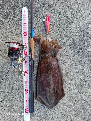 アオリイカの釣果