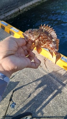 アラカブの釣果