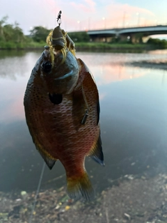 ブルーギルの釣果