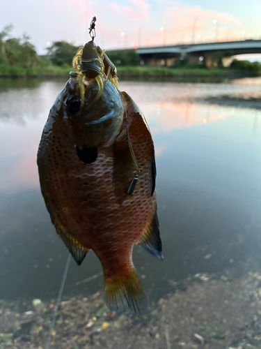 ブルーギルの釣果