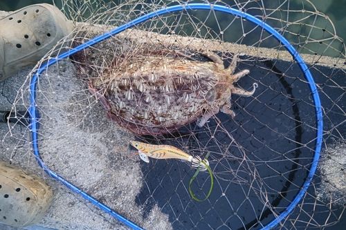 モンゴウイカの釣果