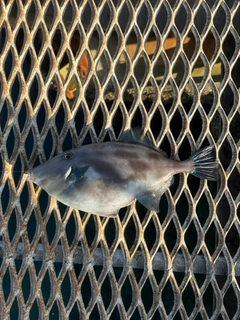 ウマヅラハギの釣果
