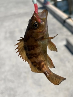 メバルの釣果