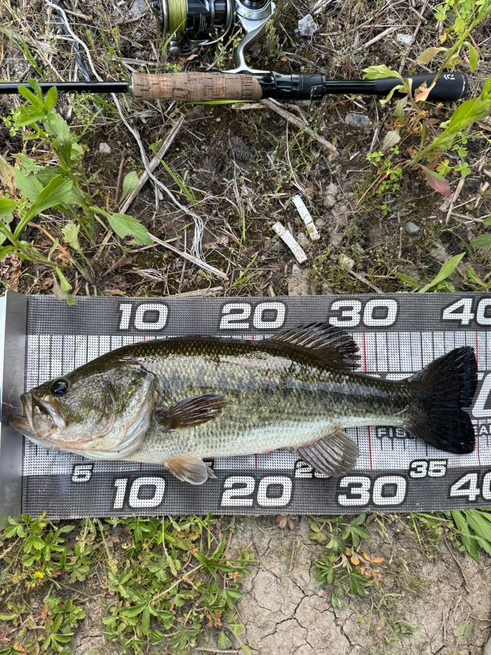 DAIWA 21ブレイゾン S63UL-2・STの最安値・インプレ・釣果 | 本音の