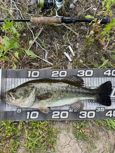 ラージマウスバスの釣果