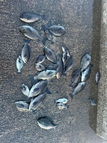 グレの釣果