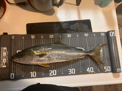 イナダの釣果