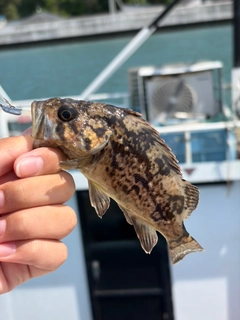 メバルの釣果
