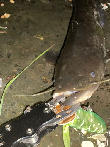 ナマズの釣果