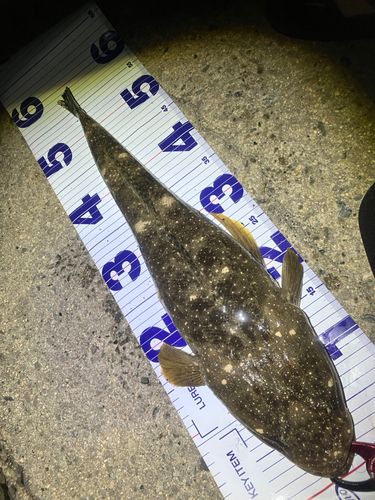 マゴチの釣果