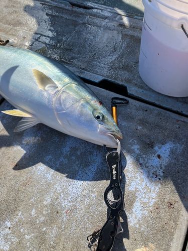 ブリの釣果