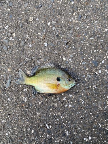 ブルーギルの釣果