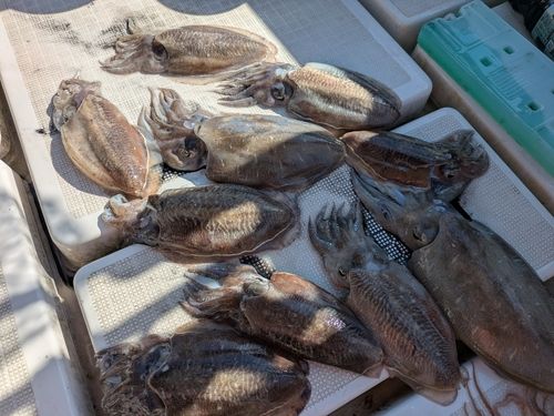 イカの釣果
