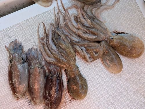 タコの釣果