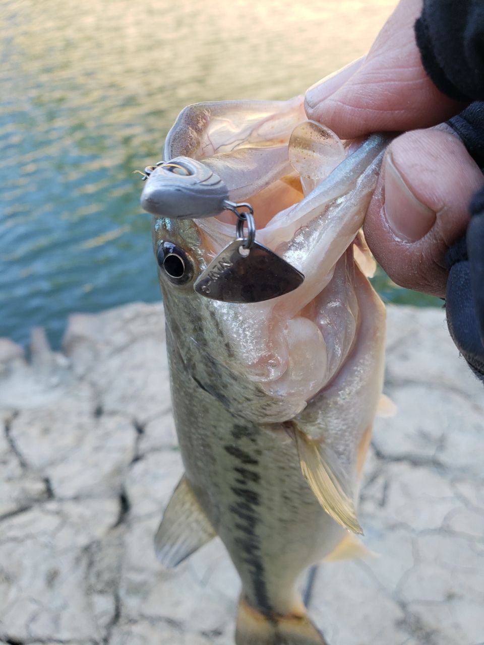 ブラックバスの釣果写真