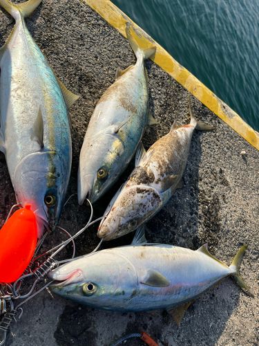 ブリの釣果