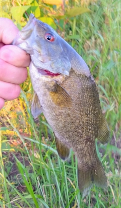 スモールマウスバスの釣果