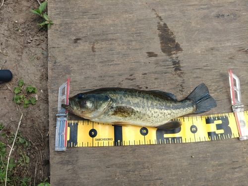 ラージマウスバスの釣果