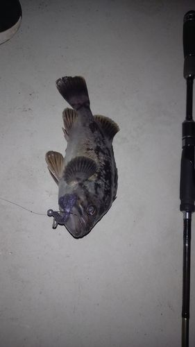 クロソイの釣果
