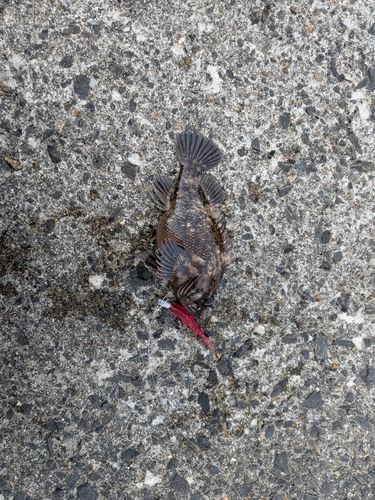 ムラソイの釣果