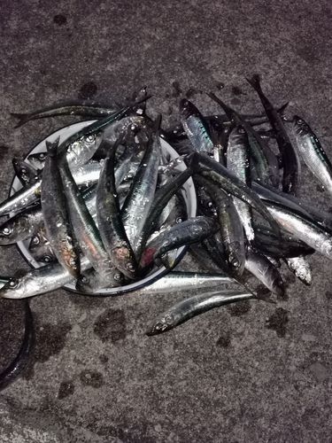 イワシの釣果
