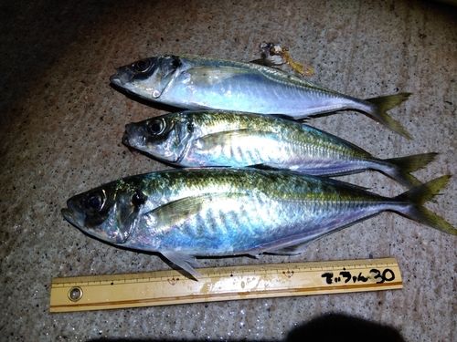 アジの釣果