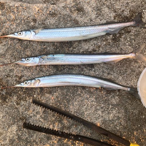 サヨリの釣果