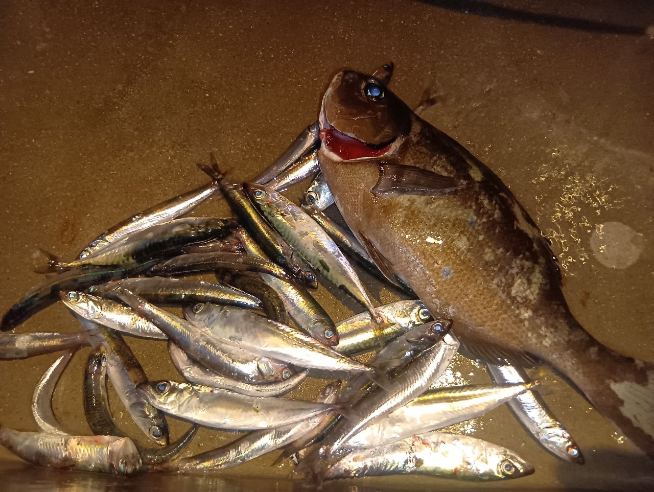 イワシの釣果写真