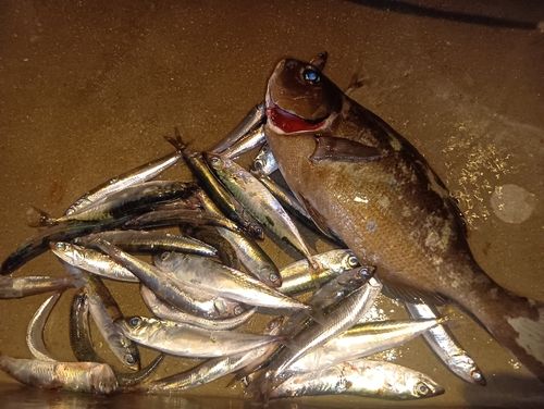 イワシの釣果