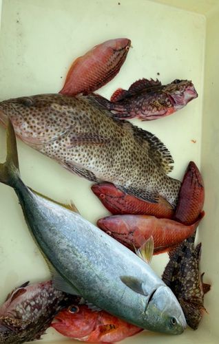 オオモンハタの釣果