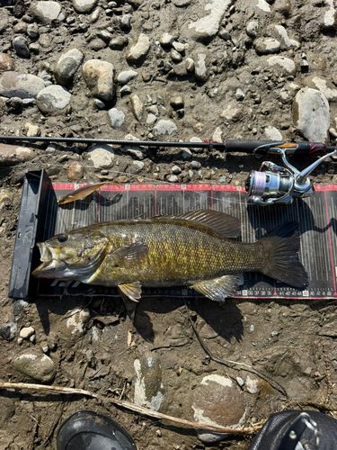 スモールマウスバスの釣果