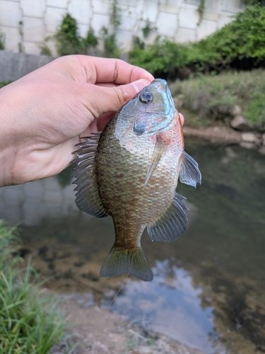 ブルーギルの釣果