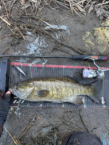 スモールマウスバスの釣果
