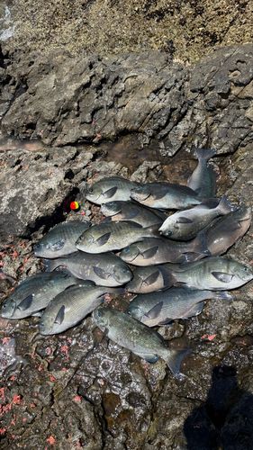 クチブトグレの釣果