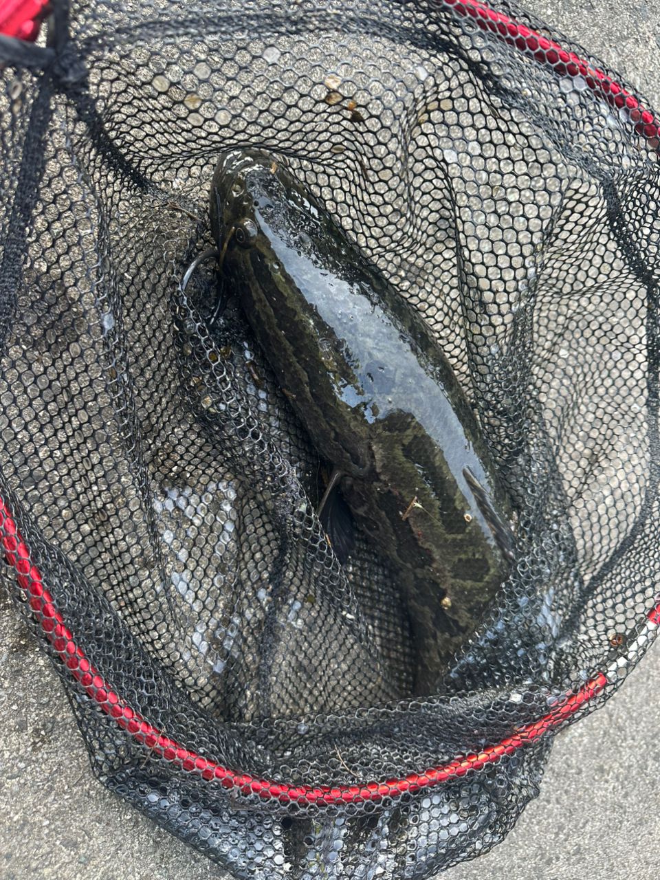 ライギョの釣果写真