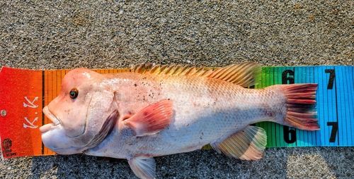 コブダイの釣果