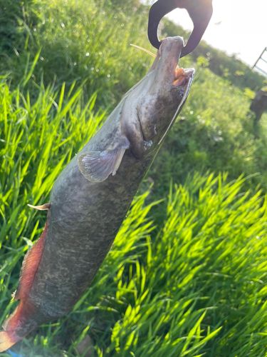 ナマズの釣果