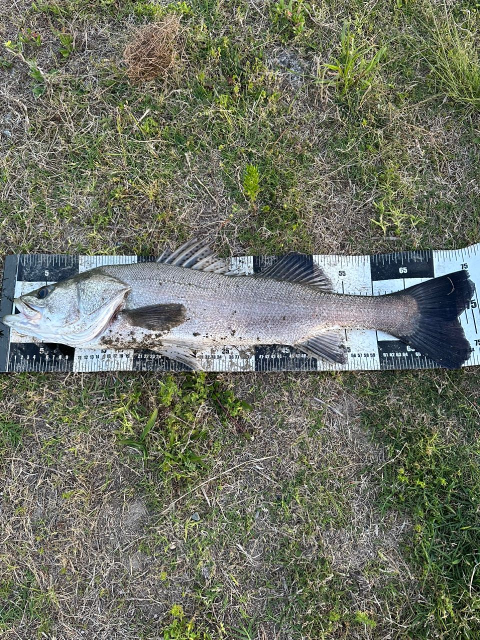 シーバスの釣果写真