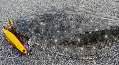 ソゲの釣果