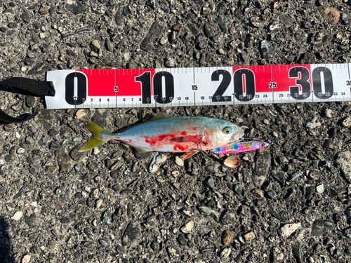 ヤズの釣果