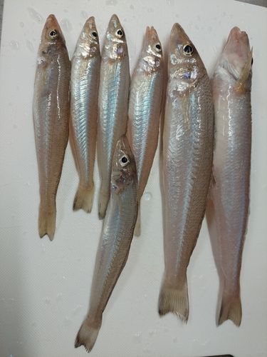 ヤリイカの釣果