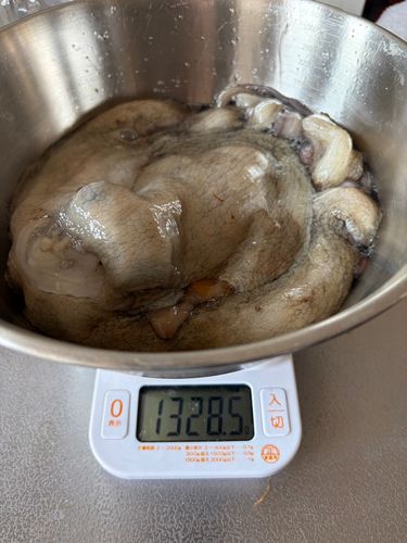 タコの釣果