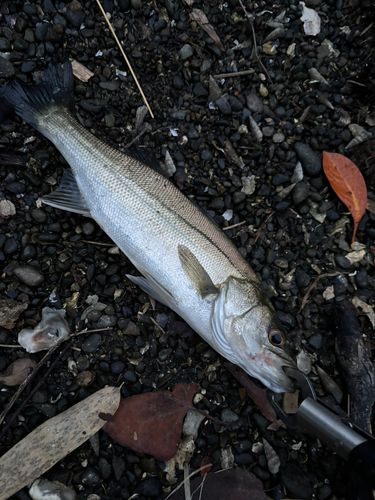 静岡県で釣れたライギョの釣り・釣果情報 - アングラーズ | 釣果600万