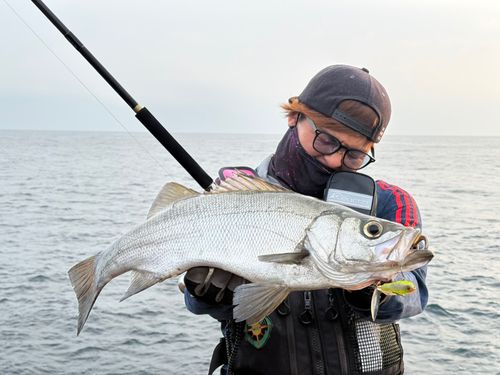 ヒラスズキの釣果