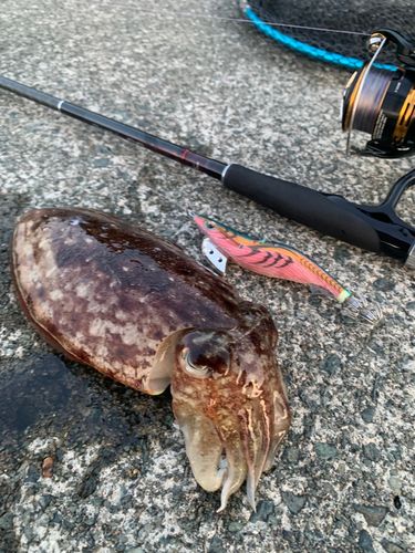 コウイカの釣果