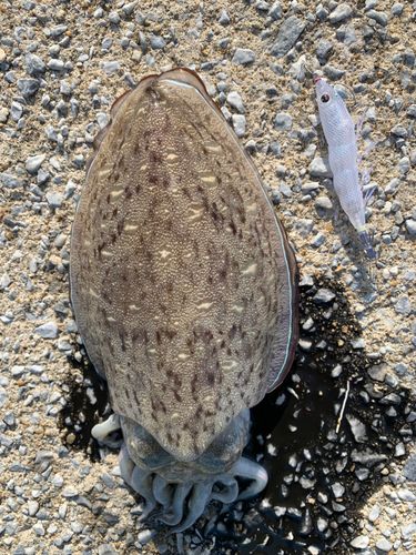 モンゴウイカの釣果