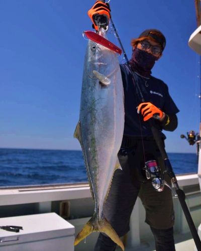 ブリの釣果