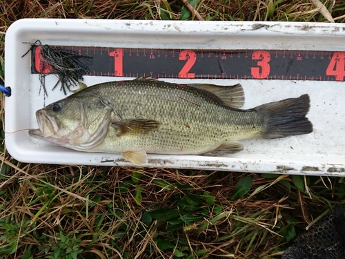 ラージマウスバスの釣果