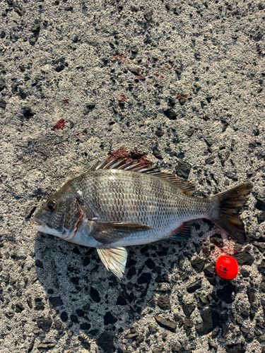 クロダイの釣果